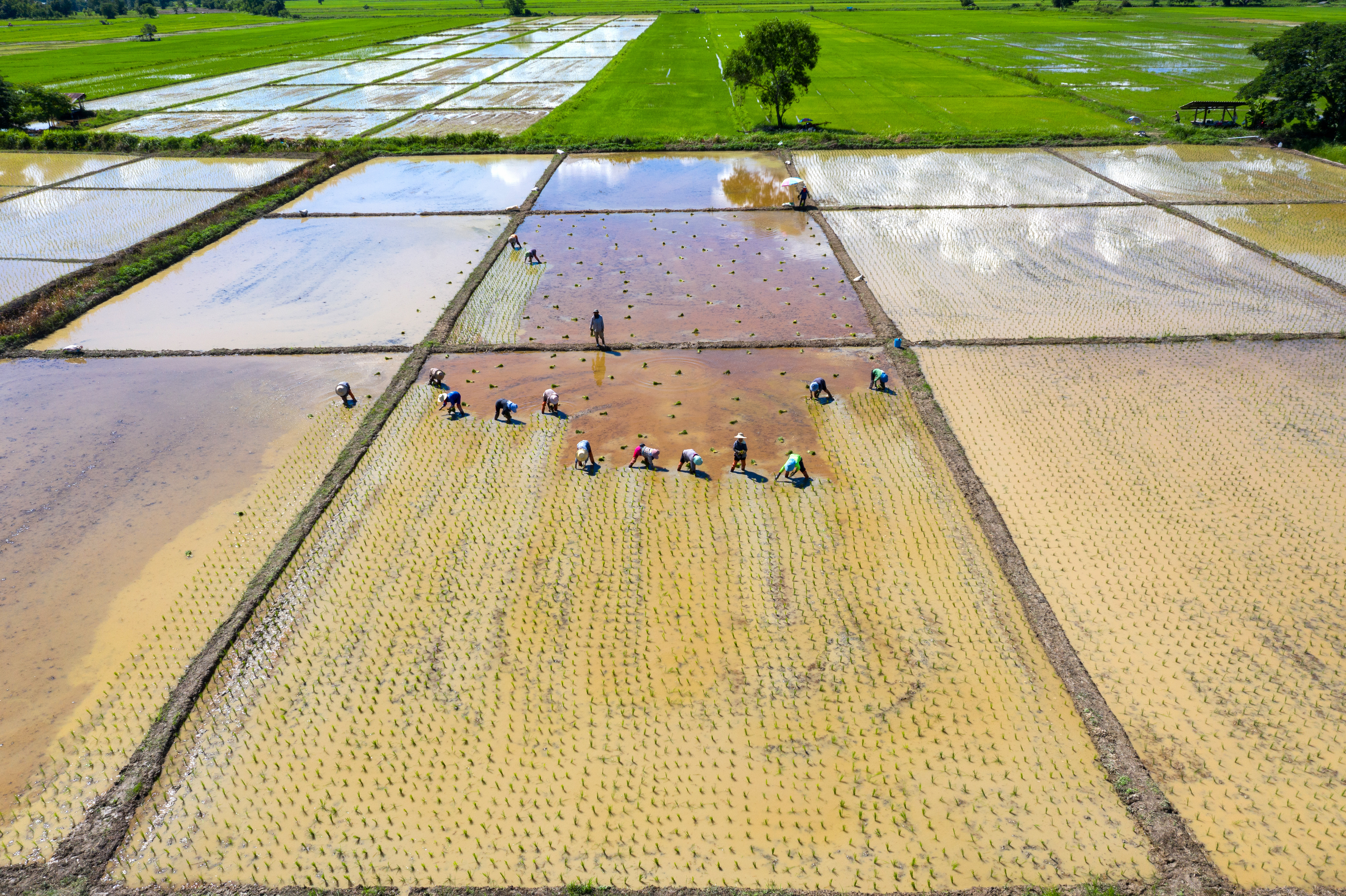 Crop Solutions